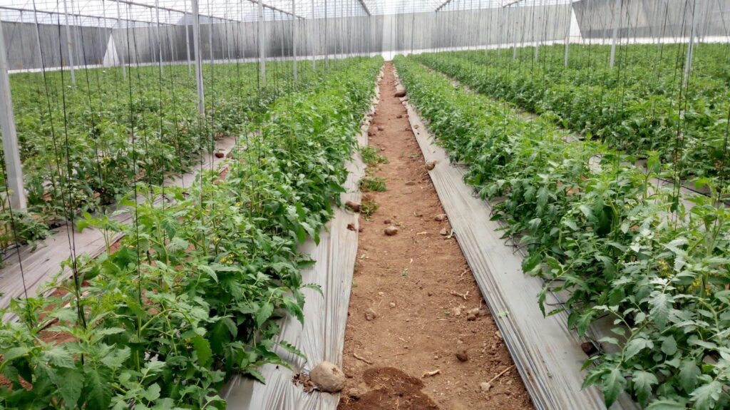 Tradicional + Bioaloe Fertifix