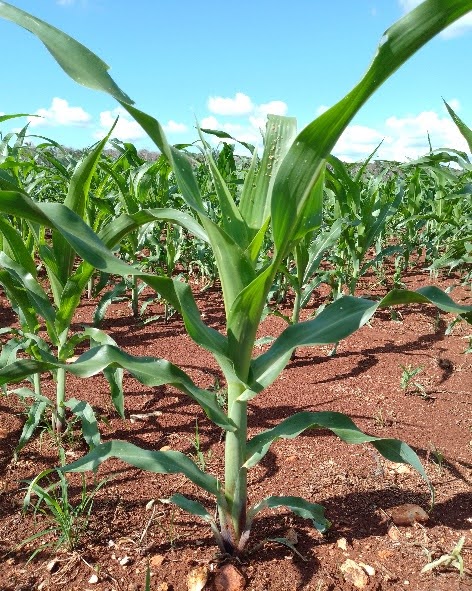 Monitoreo en etapa V5-V6 21/09/23
