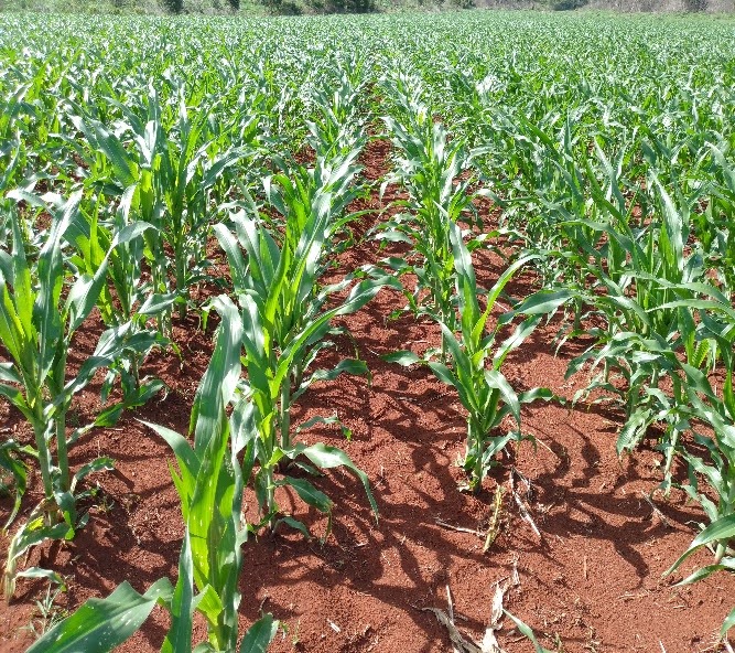 Monitoreo en etapa V5-V6 21/09/23