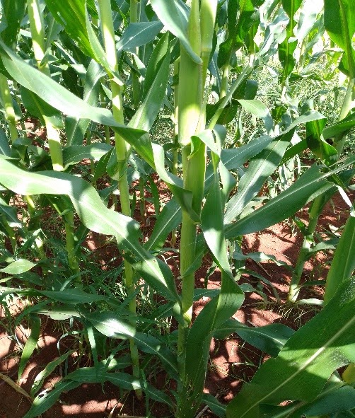 Monitoreo en etapa R1 23/10/23