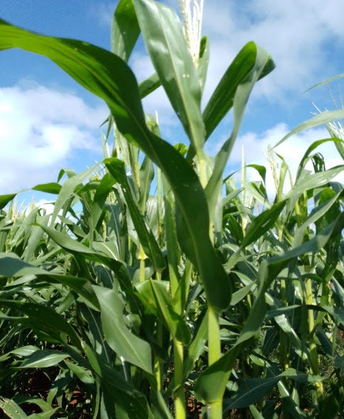 Monitoreo en etapa R1 23/10/23